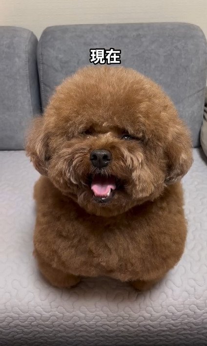 座る犬2
