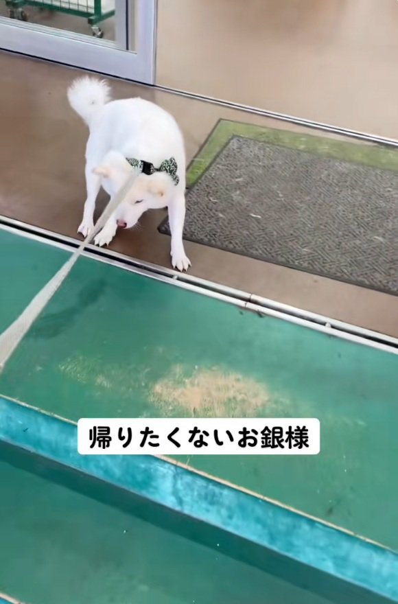 拒否柴の銀くん