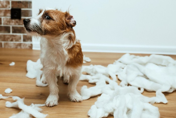 イタズラした犬