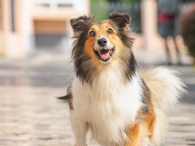 こちらを笑顔で見つめる犬