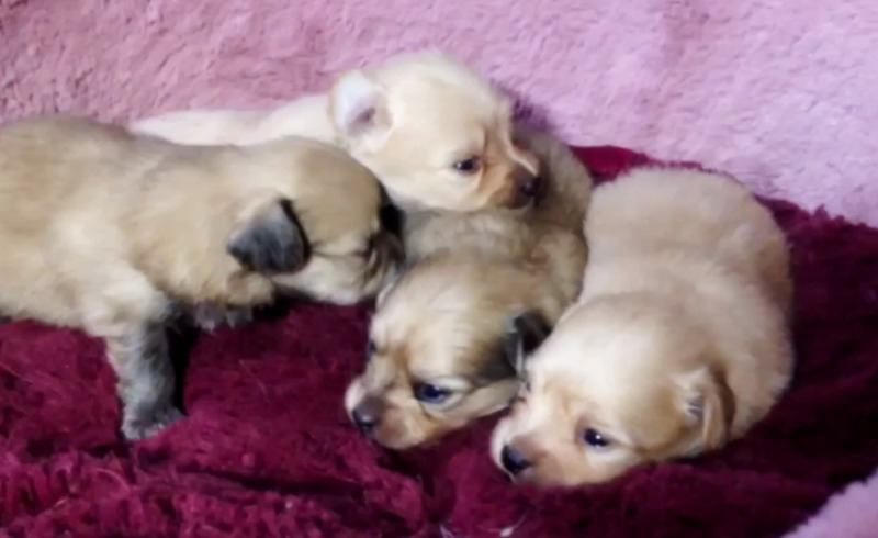 ポメックスの子犬たち