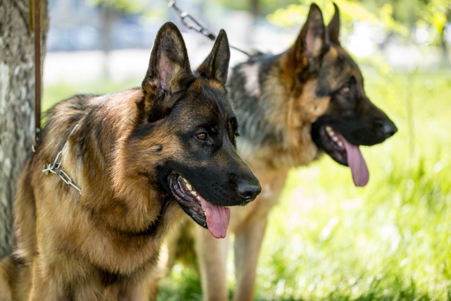 舌を出している2匹の犬