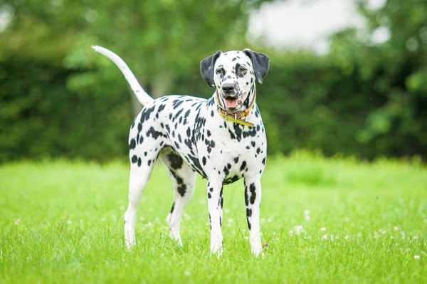 Dalmatian