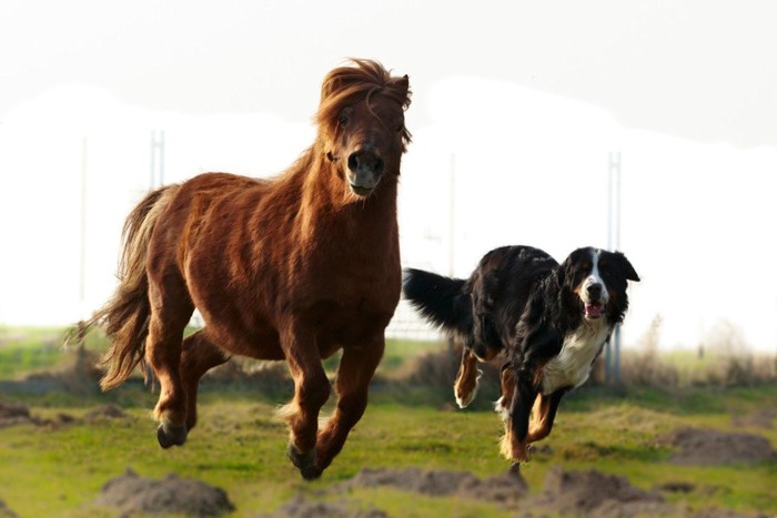 馬と犬