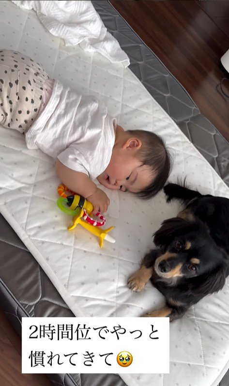 赤ちゃんとワンちゃんの初対面5