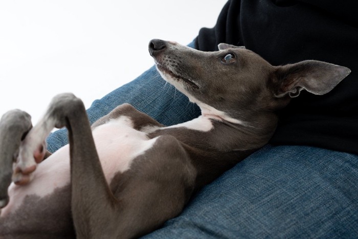 膝の上で仰向け