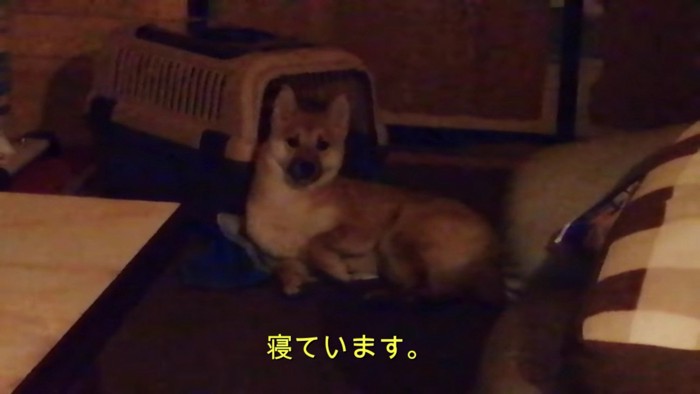 キャリーから出てくれたよ！！