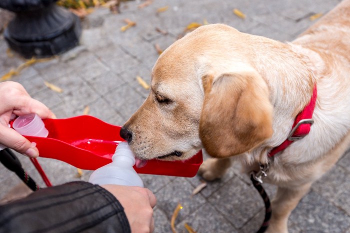 給水ボトルで水を飲む犬