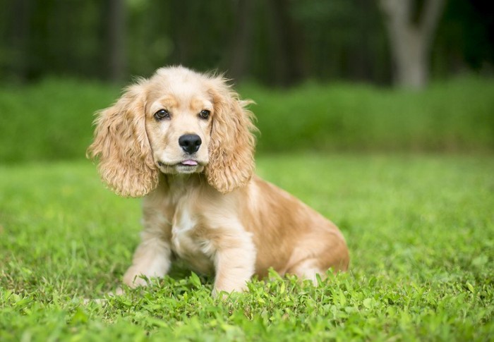 イングリッシュコッカースパニエルの子犬