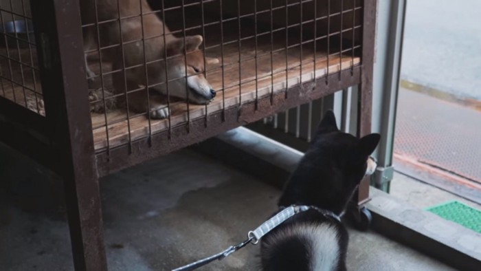 ヒナタちゃんが気になる子犬