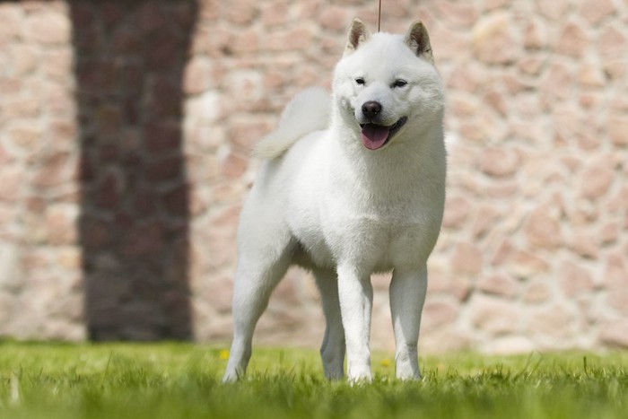 芝生に立つ北海道犬