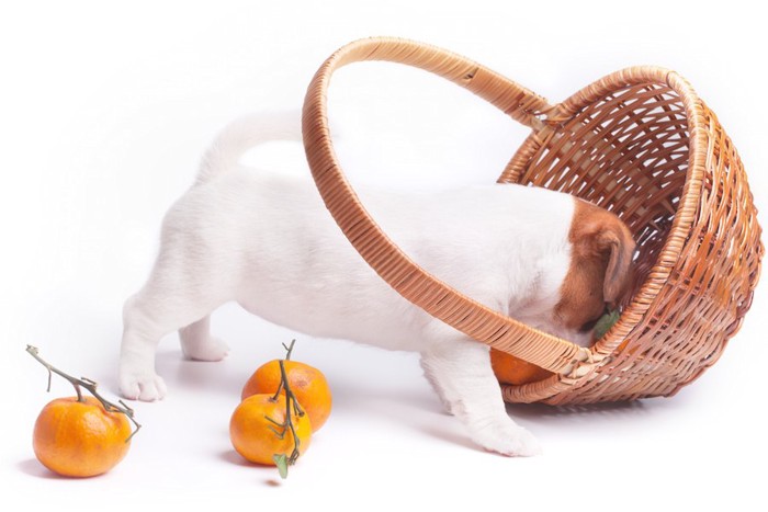 カゴの中の食べ物をあさる犬