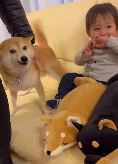 赤ちゃんと犬