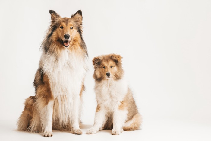 並んで座るラフ・コリーの子犬と成犬