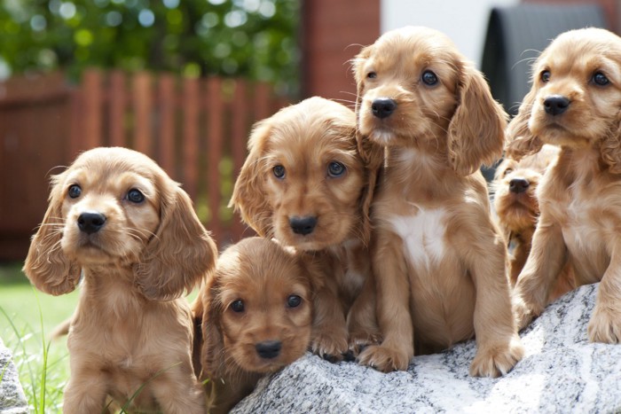 コッカースパニエルの子犬たち