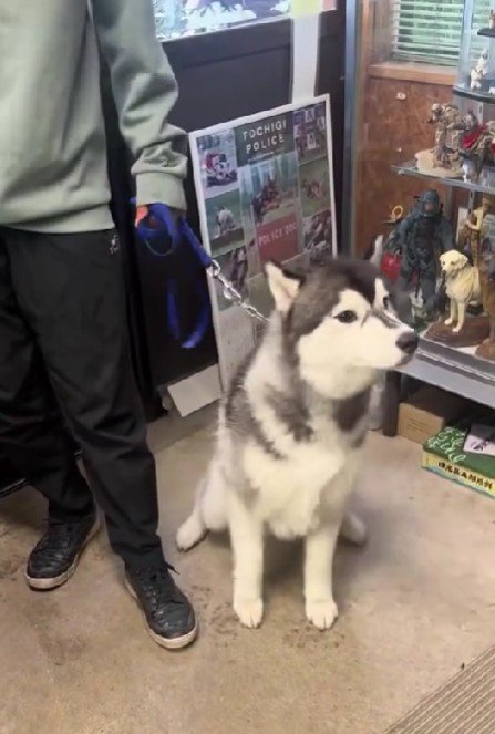 「すぐそこに飼い主さんが…」