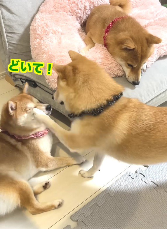 幾三くんが凛ちゃんをパンチ！