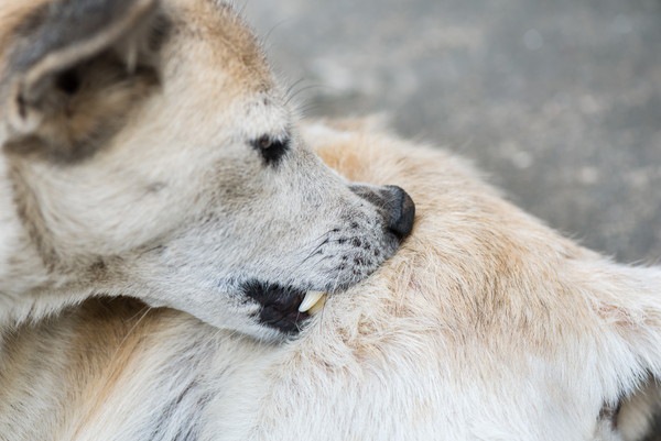 歯で体をかく犬