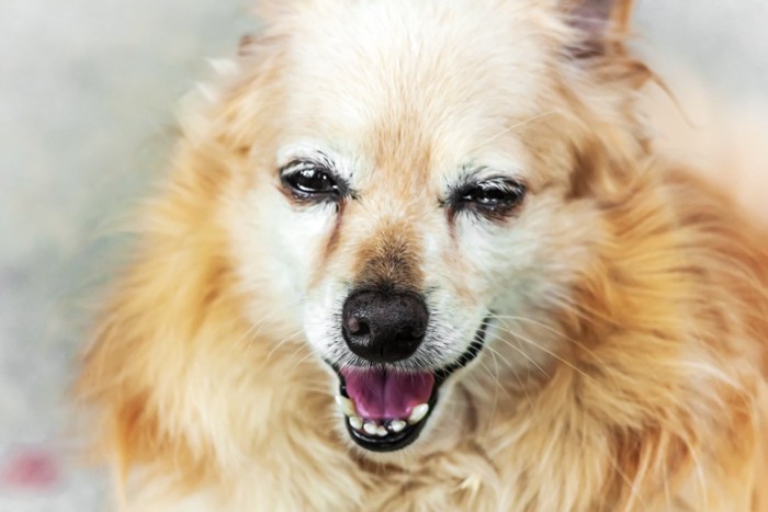 流涙症の犬