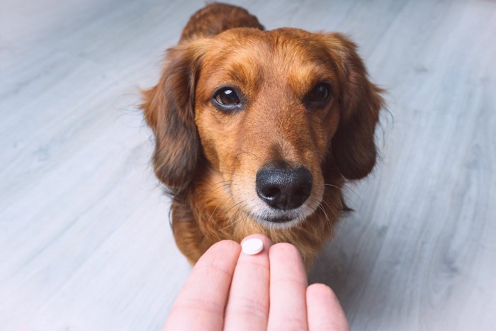 白い錠剤を差し出されている犬