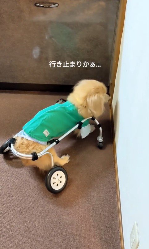 車いすで方向転換するまふぃん君2