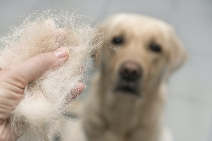 犬の抜け毛を持つ人の手を見る犬