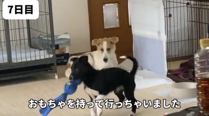 子犬がおもちゃをくわえて走る横で座る犬