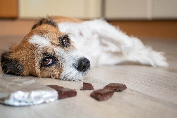 チョコレートと犬