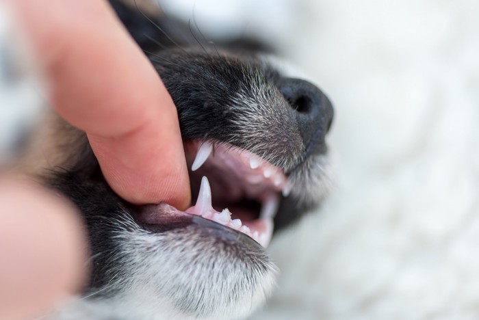 口の中をチェックされる犬