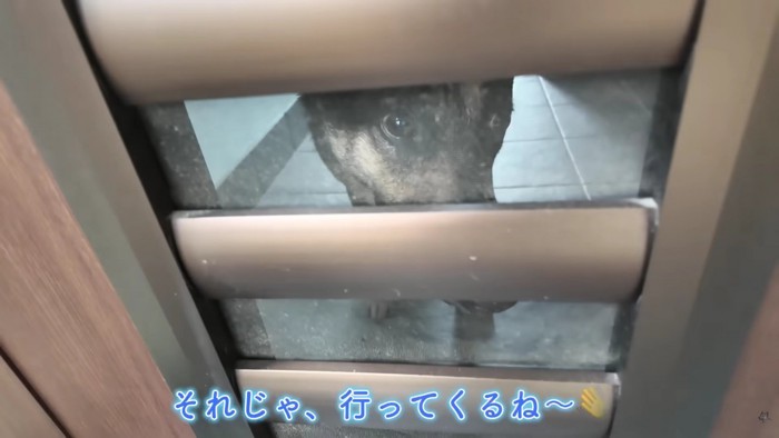 お留守番の維桜ちゃん