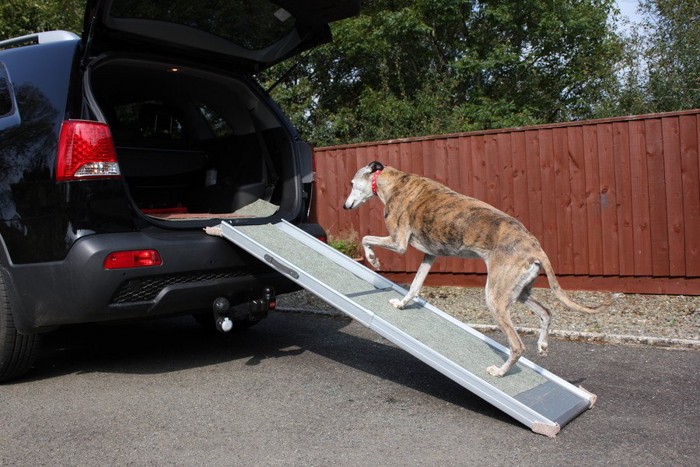 スロープで車に乗る犬