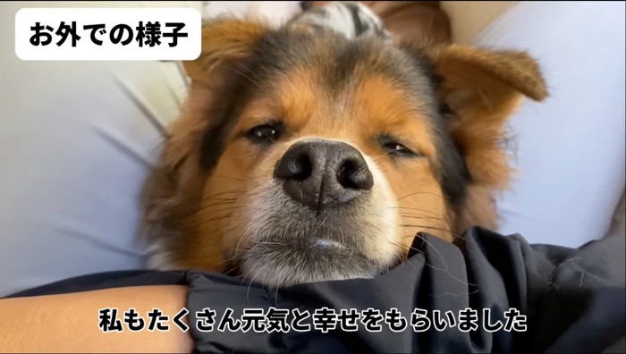 優しい表情でカメラを見る犬