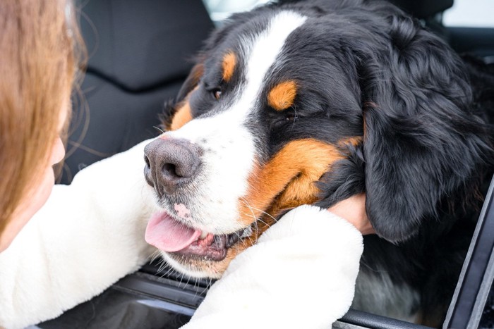 車中から女性とアイコンタクトする大型犬