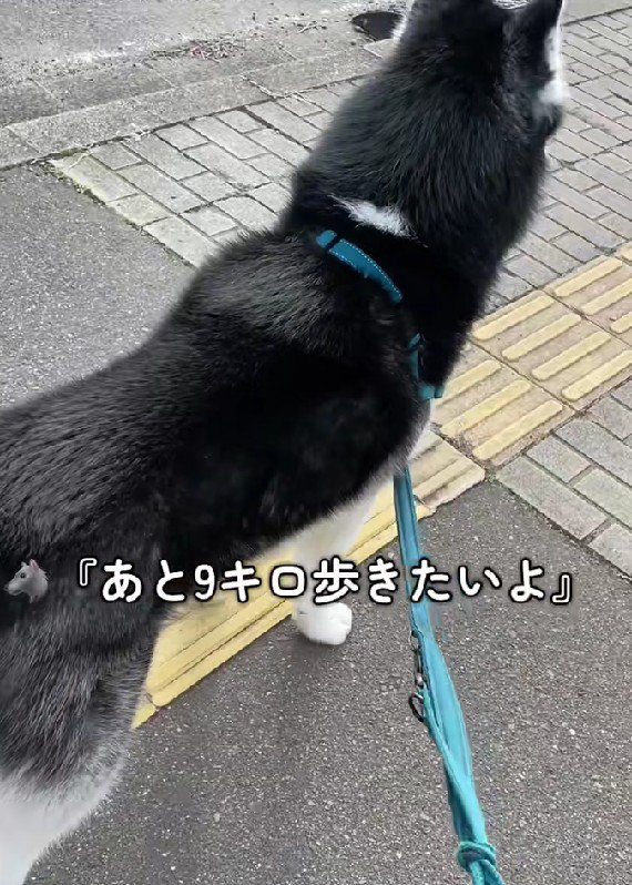 「あと9キロ歩く！」