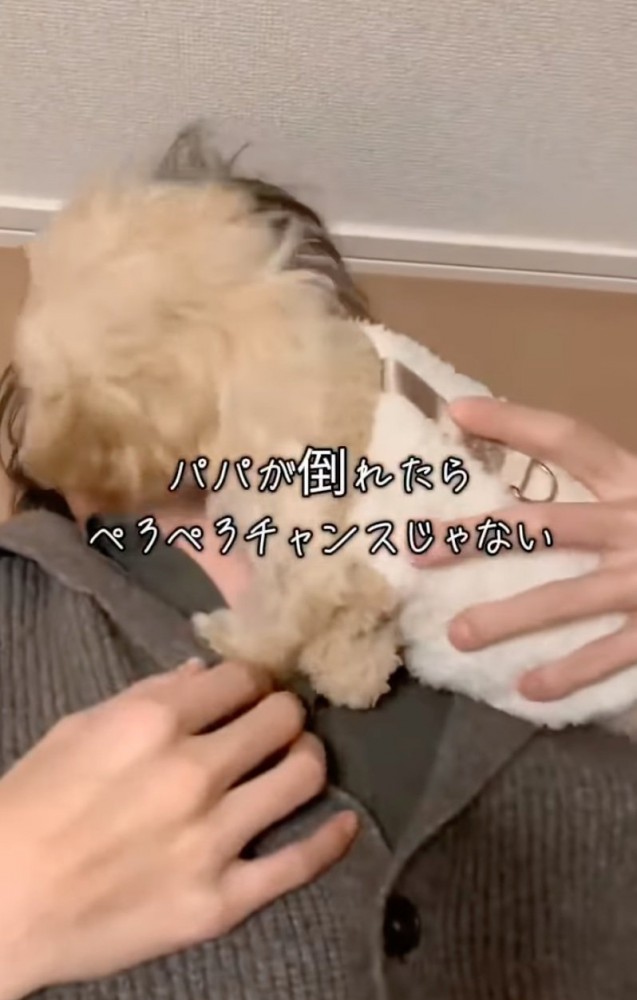 パパの顔を舐める犬