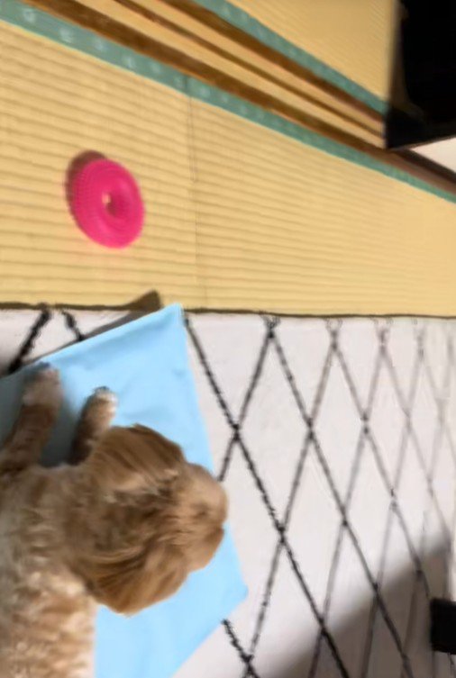 ビビちゃんを遊びに誘うイヴちゃん9