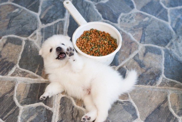 ご飯の横に寝転ぶ子犬