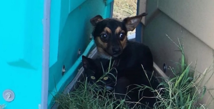 屋外に小型犬と黒猫