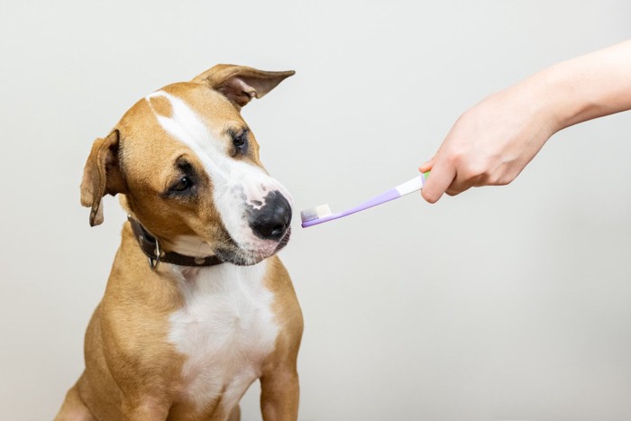 歯ブラシのニオイを嗅ぐ犬