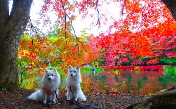 雲場池と犬