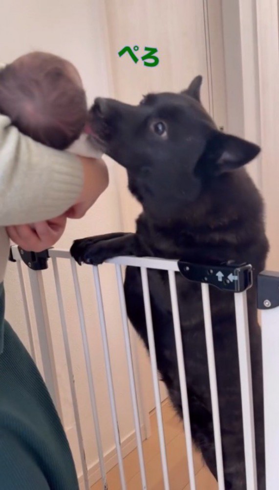 赤ちゃんの頭を舐める犬