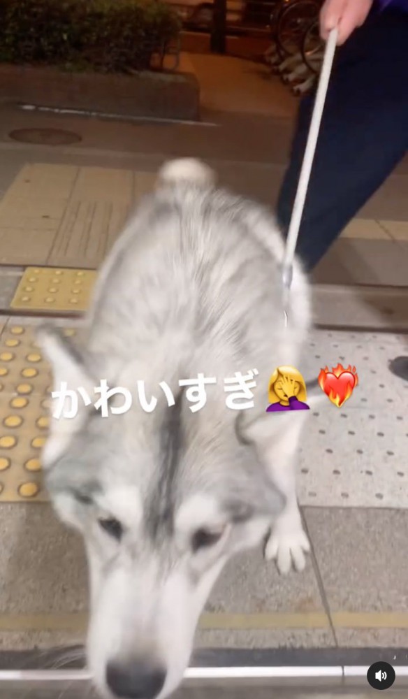 顔を近づける犬