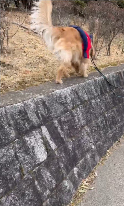 高いところに登りたがる空くん4