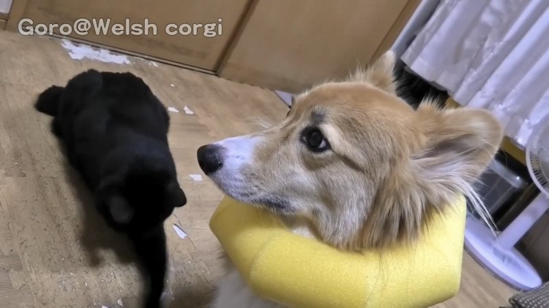 ボーとする犬