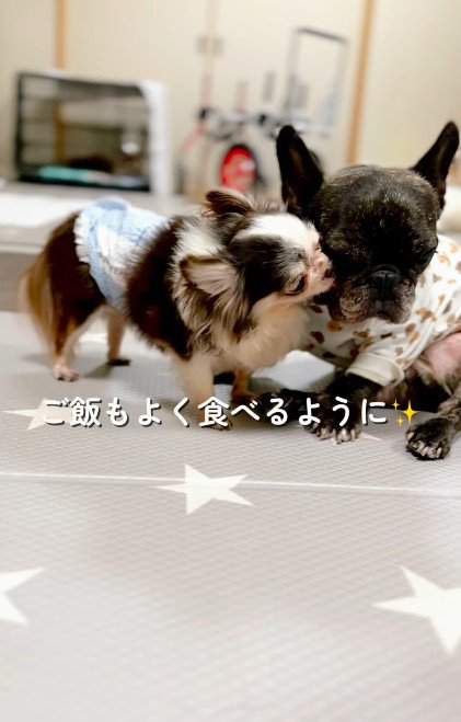 本来の明るく人懐こい性格に!