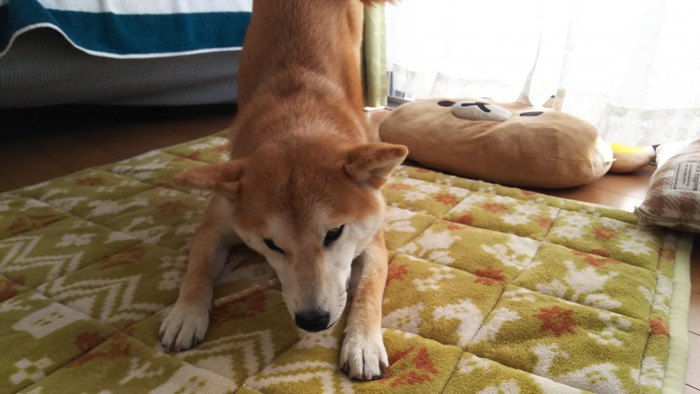 おやつを食べる柴犬