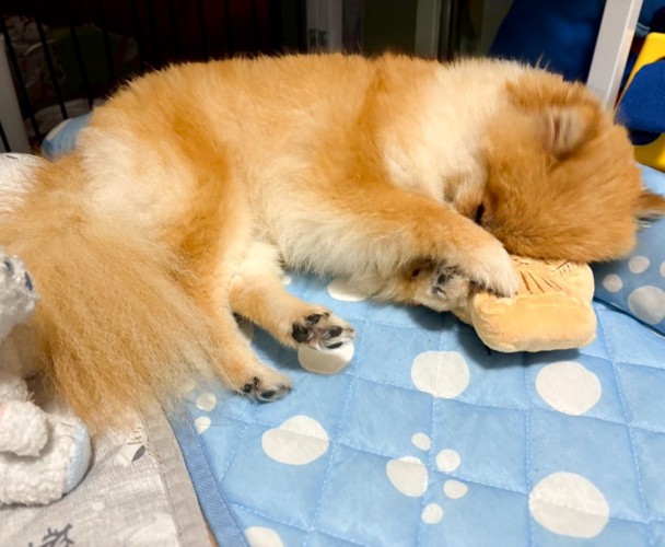 たいやき