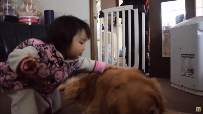 犬をなでる子ども