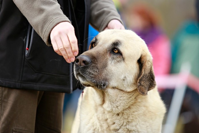 飼い主のそばに寄り添うアナトリアンシェパードドッグ