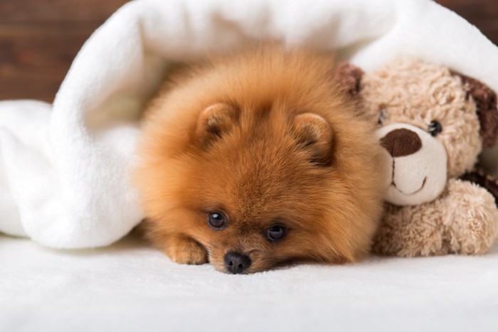 犬のぬいぐるみとポメラニアン